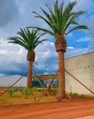 Canariense (7 metros)