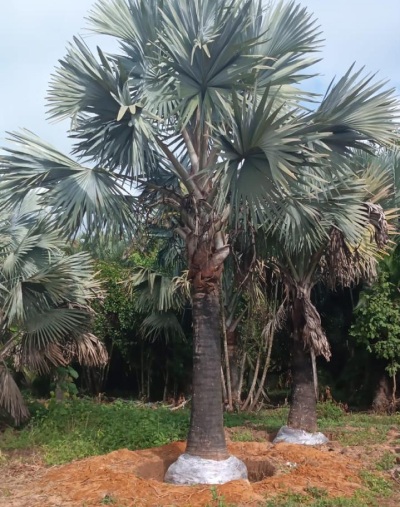 Palmeira Azul Adulta
