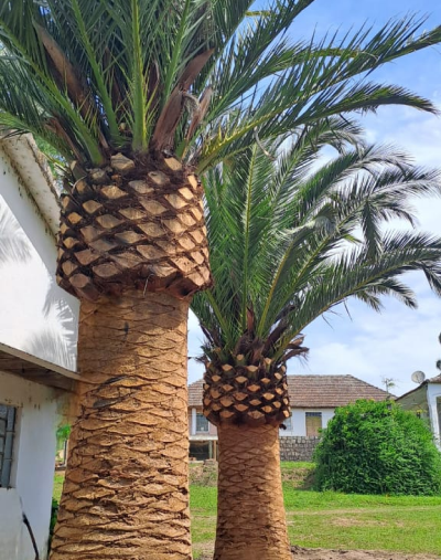 Plantio de Canariense